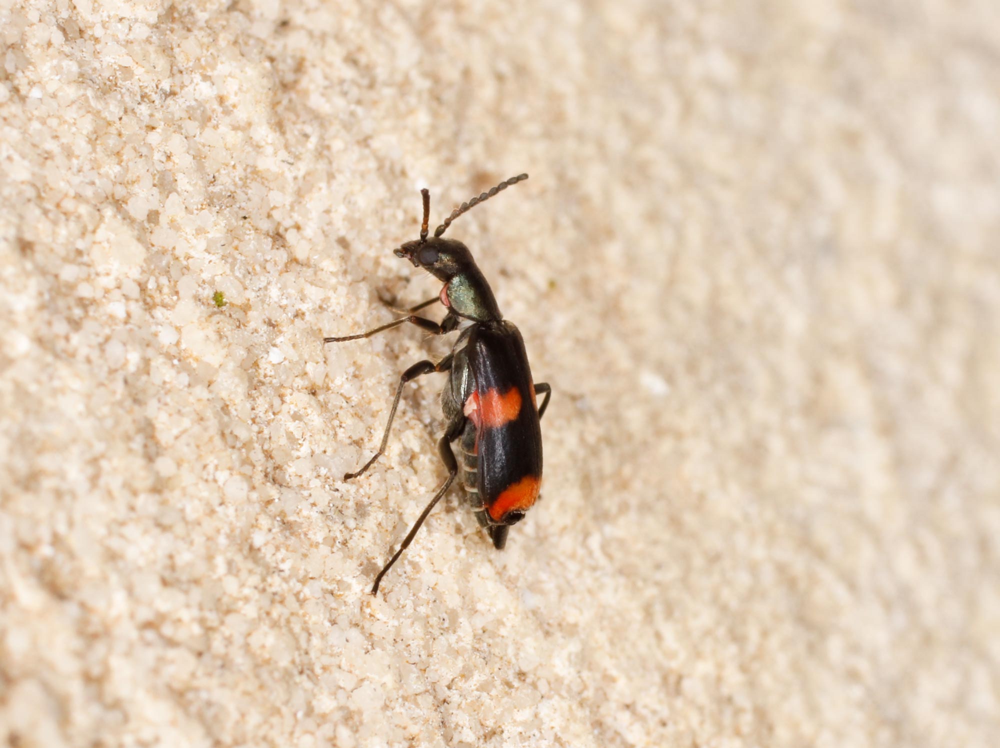 Malachiidae: Anthocomus fasciatus?  S, maschio